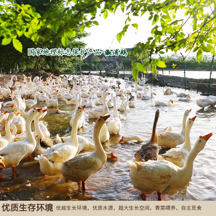 国家地理标志保护产品溆浦鹅一只盒装（1680g）