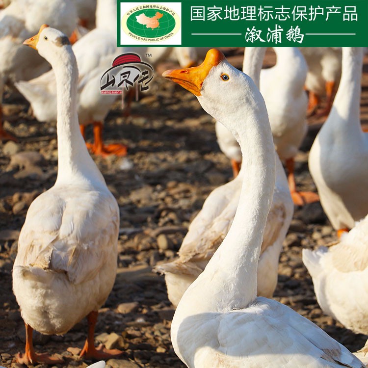 溆浦鹅（1680g）