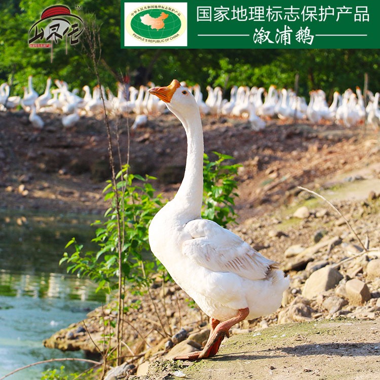 溆浦鹅（1680g）