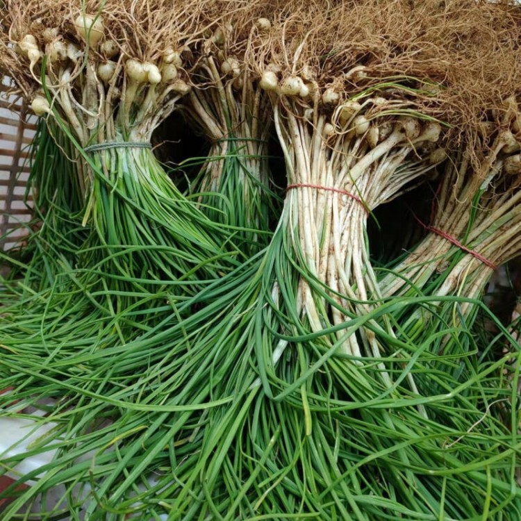 新鲜野葱 249g 小白葱小根蒜 野蒜 百香葱 苦藠头 现摘现发