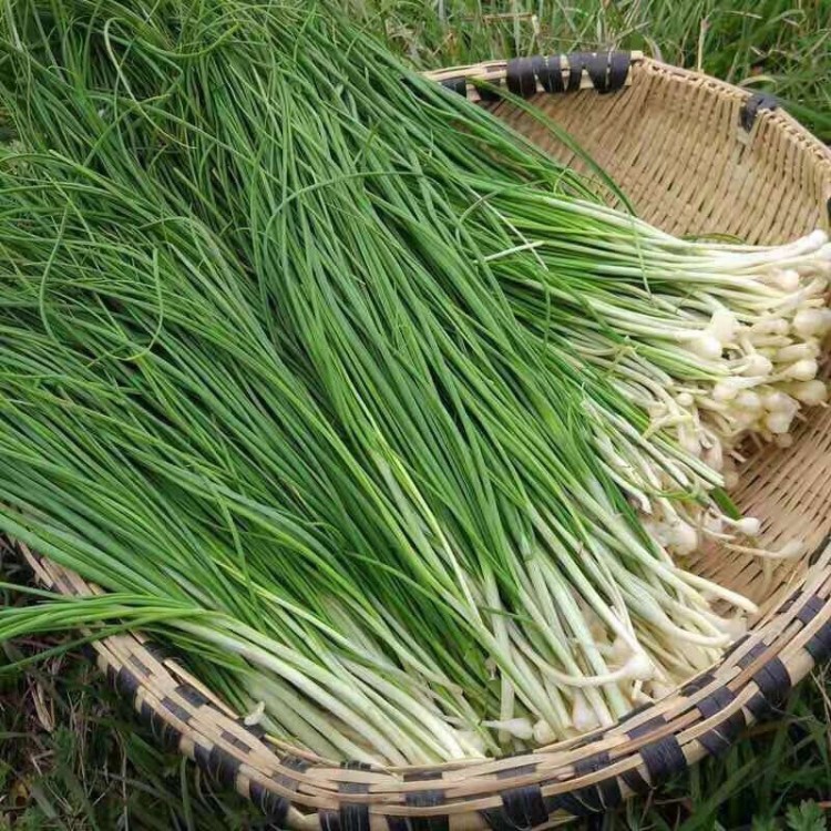 新鲜野葱 249g 小白葱小根蒜 野蒜 百香葱 苦藠头 现摘现发