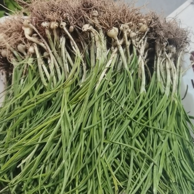 新鲜野葱 249g 小白葱小根蒜 野蒜 百香葱 苦藠头 现摘现发